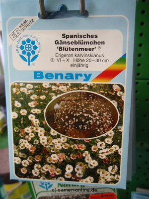 Spanisches Gänseblümchen ‚Blütenmeer‘, Erigeron karvinski