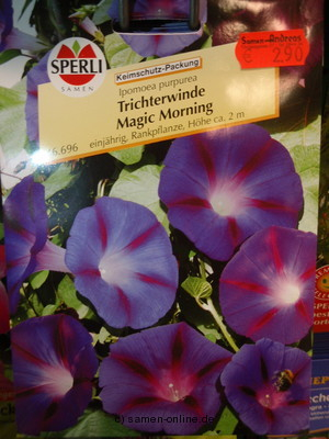 Trichterwinde 'Magic Morning', Ipomea purpurea (ipomoea)