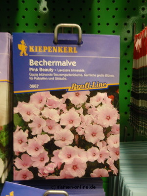 Bechermalve 'Pink Beauty' Lavatera trimestris