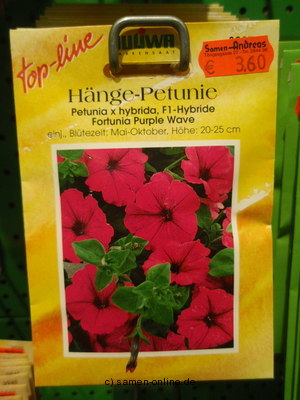 Petunie Hängepetunie ‚Purple Wave‘ Petunia fortunia