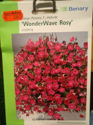 Petunie Hängepetunie ‚Rosy Wave‘ Petunia fortunia