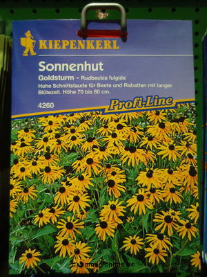 Sonnenhut ‚Goldsturm‘ Rudbeckia fulgida