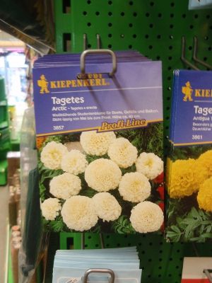 Studentenblume 'Vanilla' Tagetes erecta plena