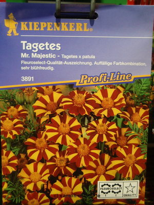 Studentenblume 'Mr. Majestic' Tagetes