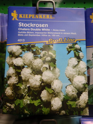 Stockrosen, 'Double White' gefüllt, Althaea rosea