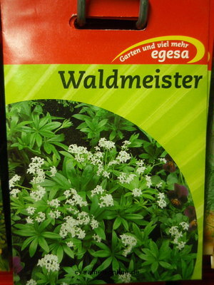 Waldmeister / Maikraut