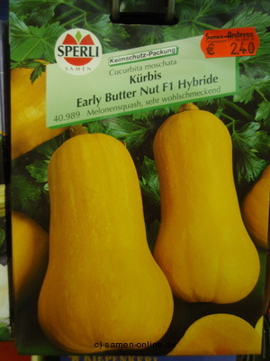 Kürbis Early Butternut