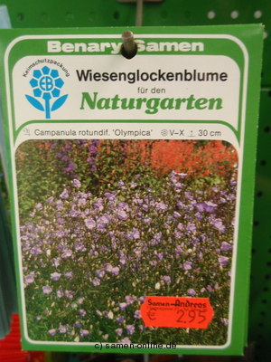 Wiesenglockenblume