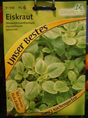 Eiskraut Mesembrianthemum crystallinum