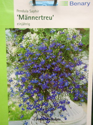 Männertreu, Lobelie, Hängelobelie 'Saphir' Lobelia pendula
