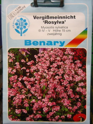 Vergißmeinnicht 'Rosylva' Myosotis sylvatica