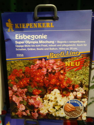 Begonie Super Oly. Mischung Begonia semperflorens mischung