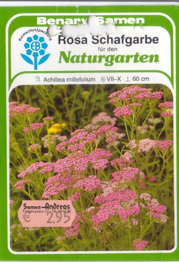 Schafgarbe rosa, Achillea millefolium