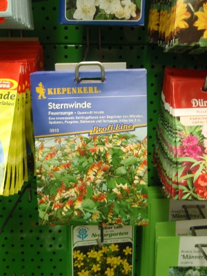 Sternwinde 'Feuerzunge' Quamoclit lobata