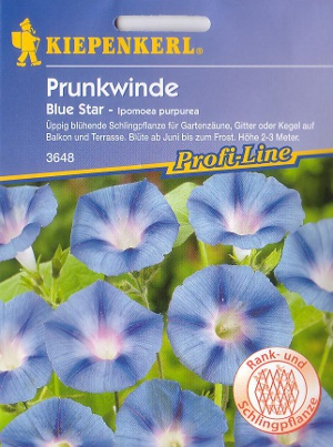 Trichterwinde 'Blue Star' Ipomoea purpurea (ipomea)
