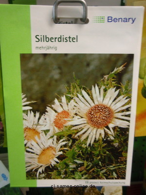 Silberdistel, Carlina acaulis simplex,