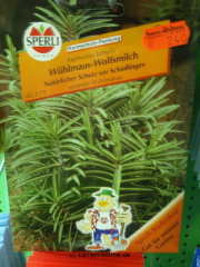 Wolfsmilch 