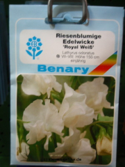 Edelwicke ' weiß' Latthyrus odoratus