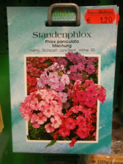 Phlox Staudenphlox ‚Grandiflora‘ Phlox paniculata