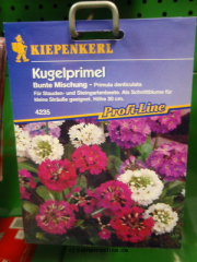 Kugelprimel, Primula denticulata