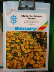 Studentenblume ‚Gnom‘ Tagetes tenuifolia