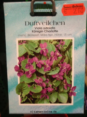 Duftveilchen ‚Königin Charlotte‘