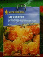 Stockrosen, 'Double Apricot' gefüllt, Althaea rosea