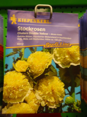 Stockrosen, 'Double Yellow' gefüllt, Althaea rosea