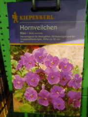 Hornveilchen, blau