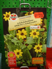 Schokoladenblume
