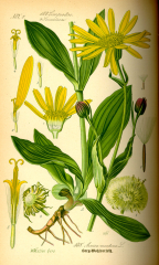 Kissenprimel Mischung - Primula vulg.