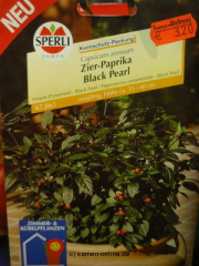 Zierpaprika (Peperoni) 'Black Perl', Capsicum anuum,