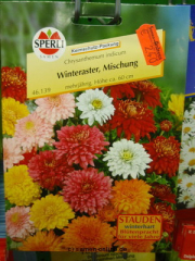 Winteraster, Chrysanthemum indicum