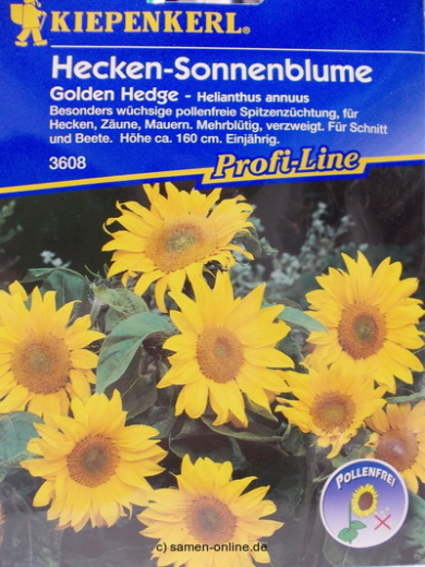 Sonnenblume 'Golden Hedge' - Helianthus annuus