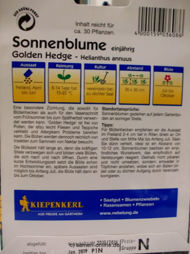 Sonnenblume 'Golden Hedge' - Helianthus annuus