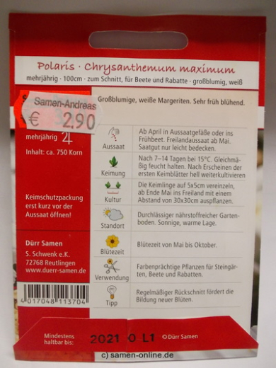 Margeriten Polaris Chrysanthemum maximum