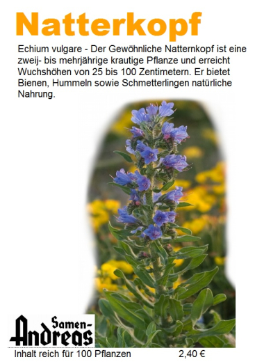 Natterkopf Echium vulgare