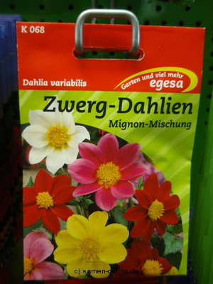 Zwerg-Dahlie  Mignon  Dahlia variabilis