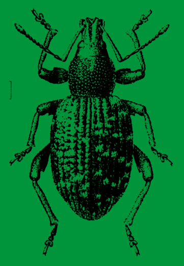 Nematop� K�ferstopp Fangbrett f�r 6 lfd. Meter gegen Dickmaulr�ssler