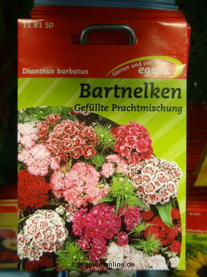 Bartnelke Dianthus barbatus, Gefllt