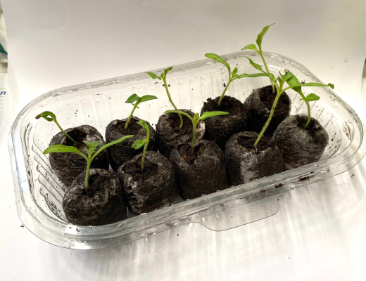 Mini Gew�chshaus mit Deckel