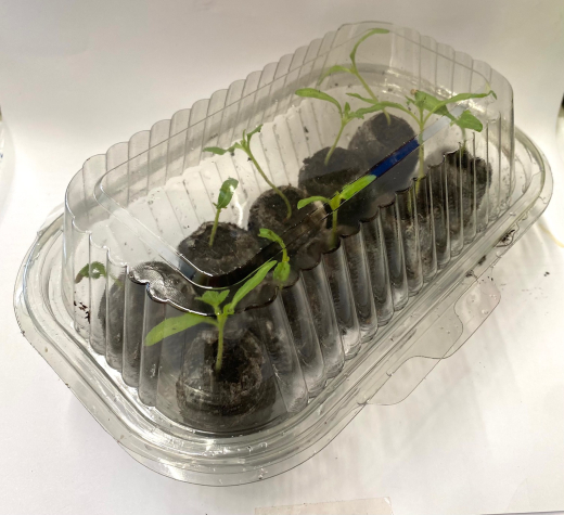 Mini Gew�chshaus mit Deckel