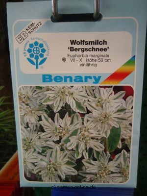 Wolfsmilch  Bergschnee  Euphorbia marginata