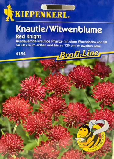 Scabiose Knautie Witwenblume 'Red Knight' Knautia macedonia
