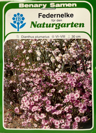 Federnelke Dianthus plumarius, rosa