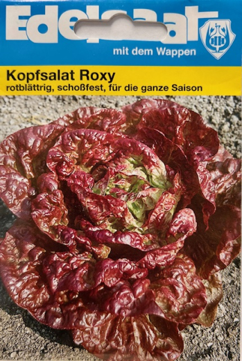 Kopfsalat, brauner Roxy / Merveille des 4 Saison