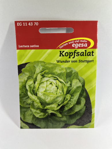 Kopfsalat Wunder von Stuttgart
