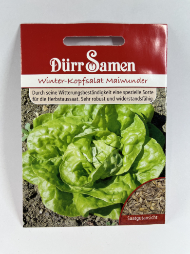 Salat, Winter-Kopfsalat Maiwunder
