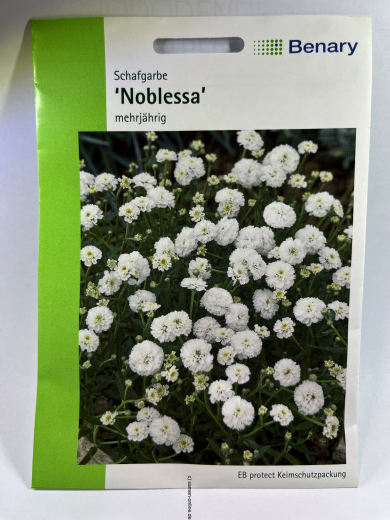 Schafgarbe 'Noblessa' - Achillea ptarmica