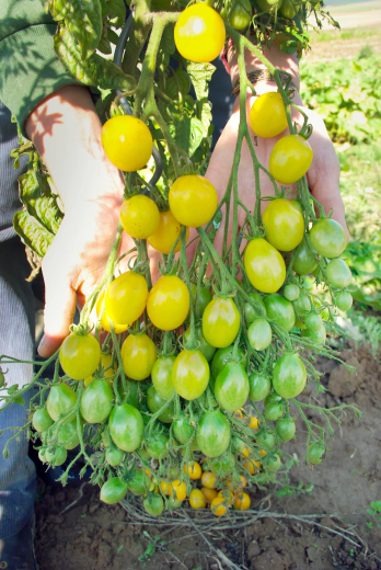 Tomate Cocktailtomate Slivowidnij